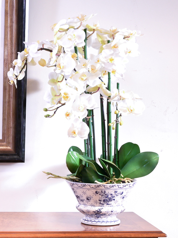 Flowers - orchids